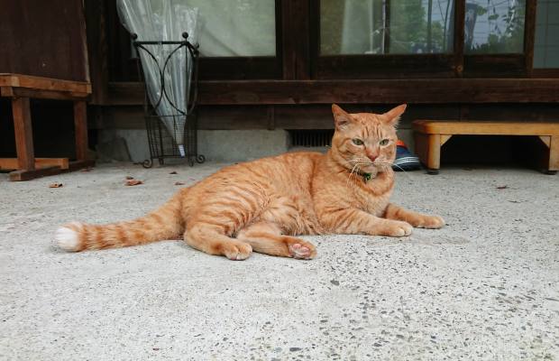 catphoto