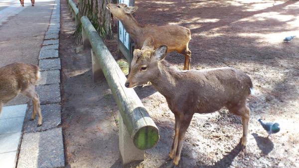 奈良県の奈良市 奈良県の奈良市